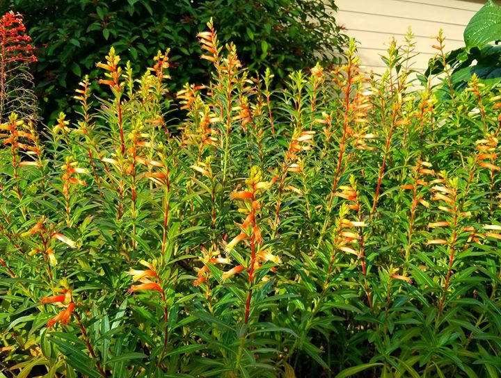 Candy Corn Plant S $ J Tree Farm and Nursery