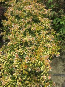 Abelia Variegated Sunshine Daydream