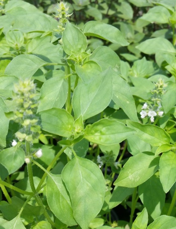 Lemon basil foliage and bloom up close