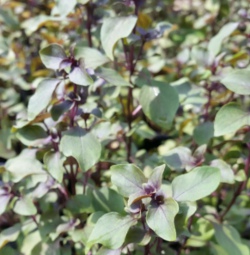 Basil Dwarf Purple 