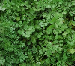 Cilantro Herb Leaves