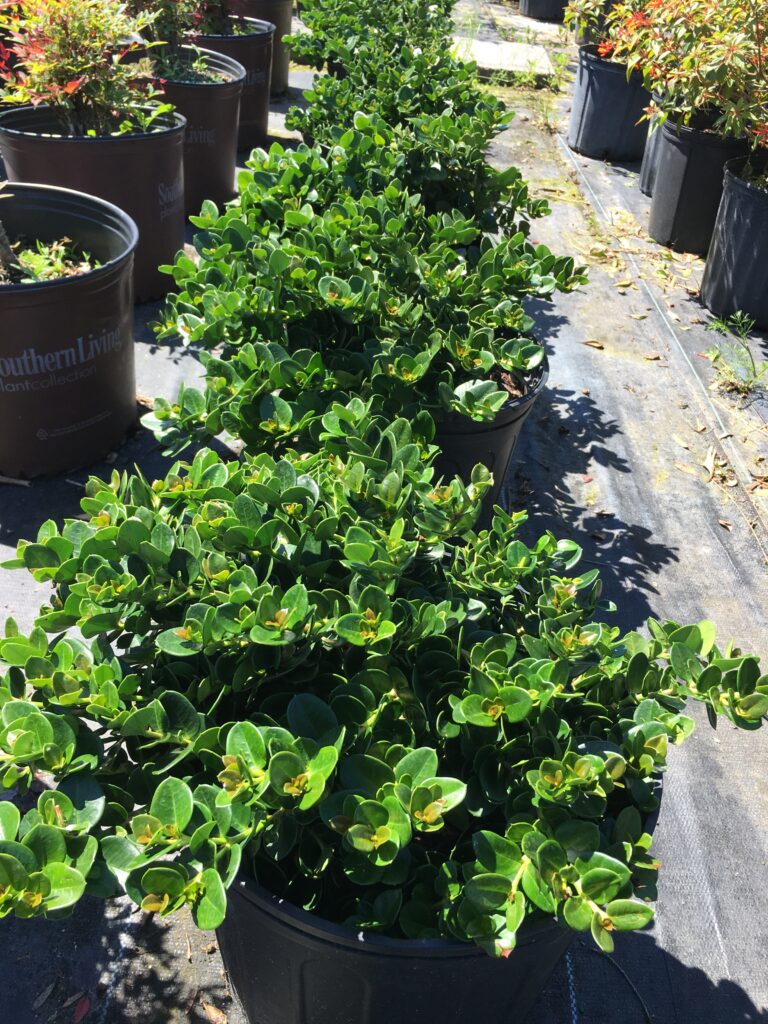 dwarf Natal Plum Crop 3 gallon pots