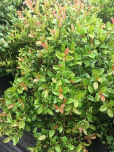 Simpson Stopper foliage showing new growth that is coppery red