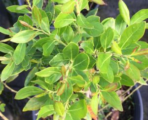 Galberry Inkberry Florida native shrub foliage up clsoe