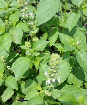 Lime basil foliage and bloom