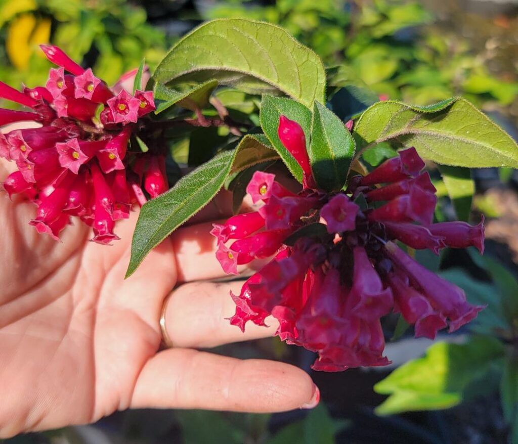 Red Cestrum Newelii blooms up close with foliage 