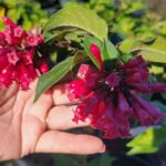 Red Cestrum Newelii