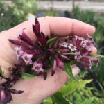 lavender Pink Cestrum Blooms