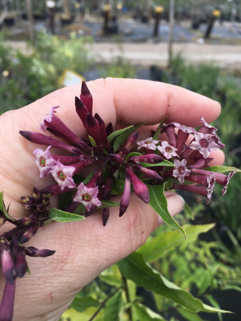 lavender Pink Cestrum smithii flowers