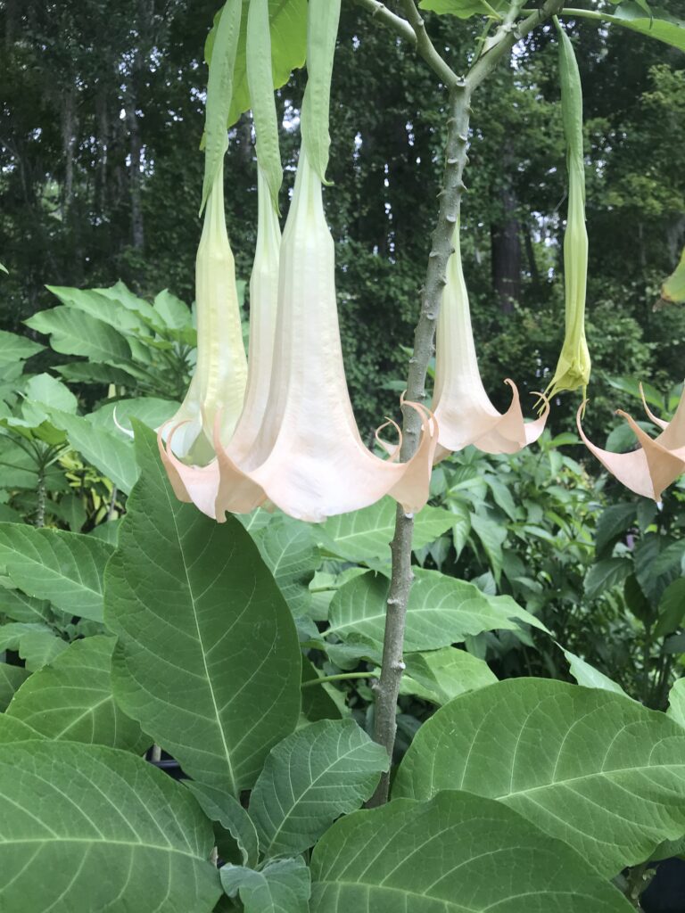 Angels trumpet single peach blooms Jacksonville Florida 