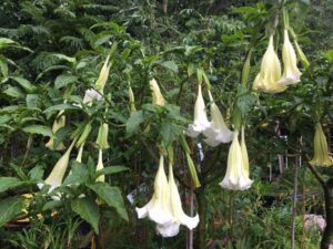 Angel;s Trumpet Tree Brugmansia St Augustine Florida 