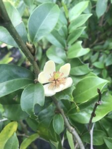 banana Shrub fragrant bloom and foliage Jacksonville St. Augustine FloridaFlorida 