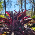 cordyline hot pepper hawaiian Ti Plant