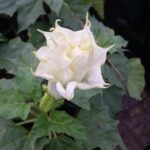 Datura blooms St. Augustine Florida