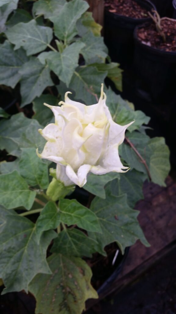 Datura blooms St. Augustine Florida