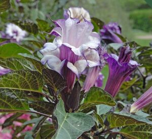 Devils Trumpet Double Purple datura bloom 