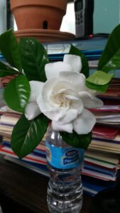 Gardenia Mystery St. Augustine Florida 