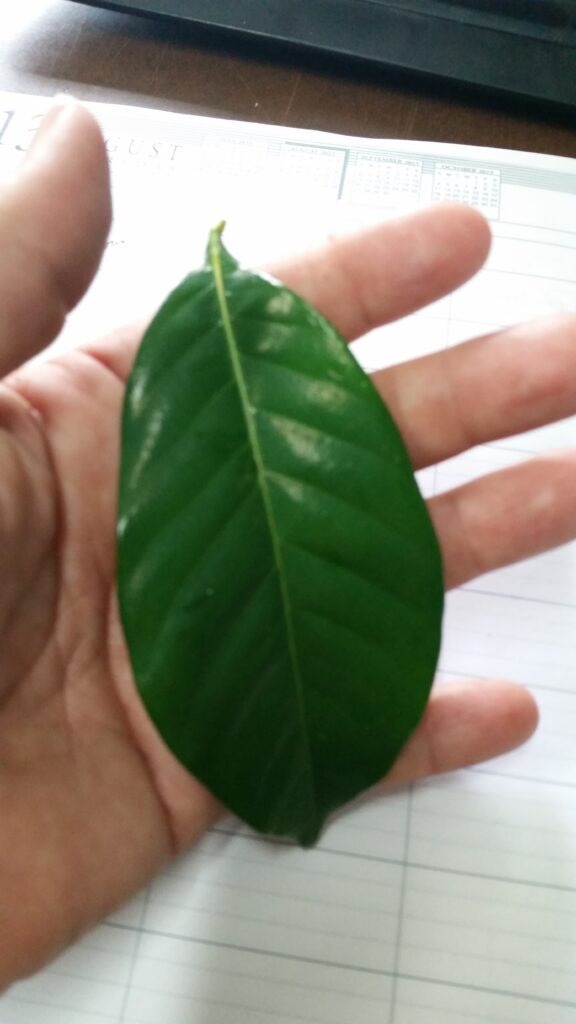 Gardenia Mystery Foliage Northeast Florida 