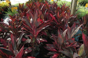 Cordyline hawaiian Ti Hot pepper 