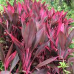 Cordyline Hawaiian Ti Red Sister