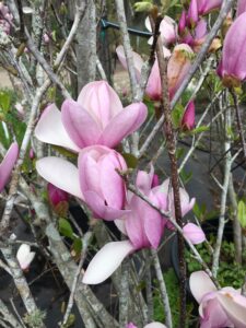 Magnolia Japanese 