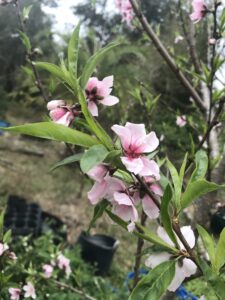 Peach Blooms up close