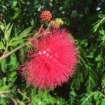 Calliandra haematocephala Powder puff red 