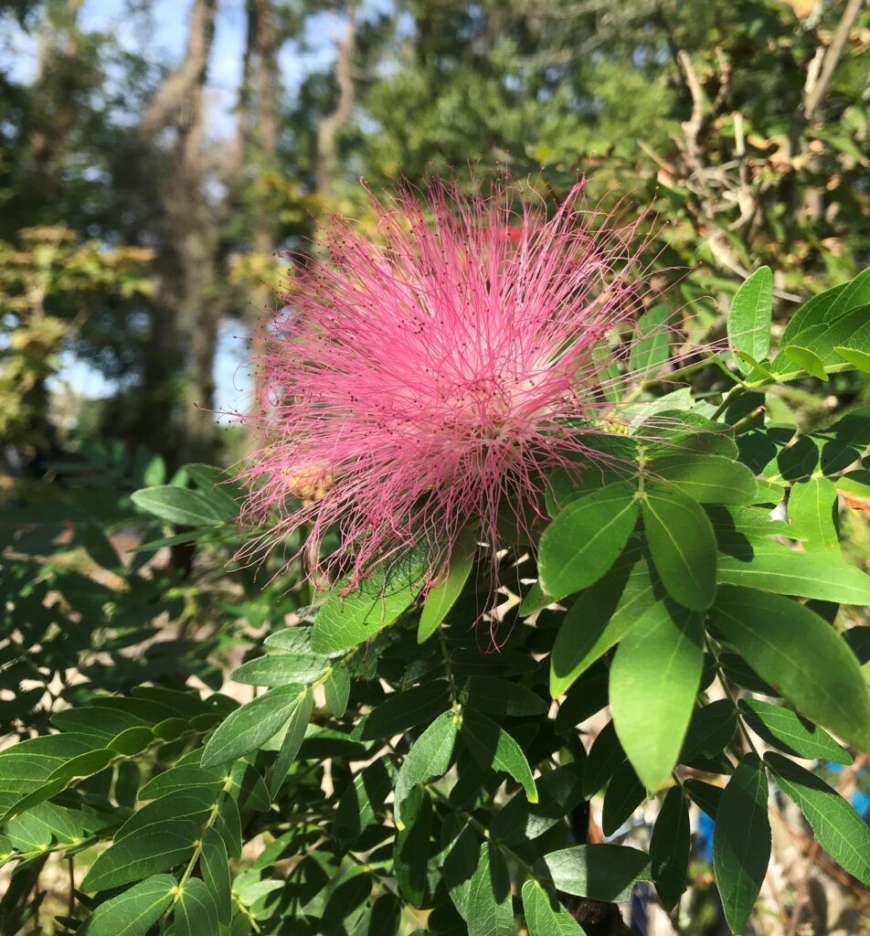 Rainbow powder puff bloom 