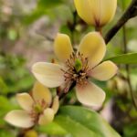 banana Shrub Florida