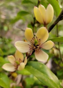 banana Shrub flowers in Northeast Florida Landscape Florida 