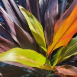 Cordyline fruticosa hawaiian Ti Black majic