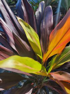 Cordyline fruticosa hawaiian Ti Black majic