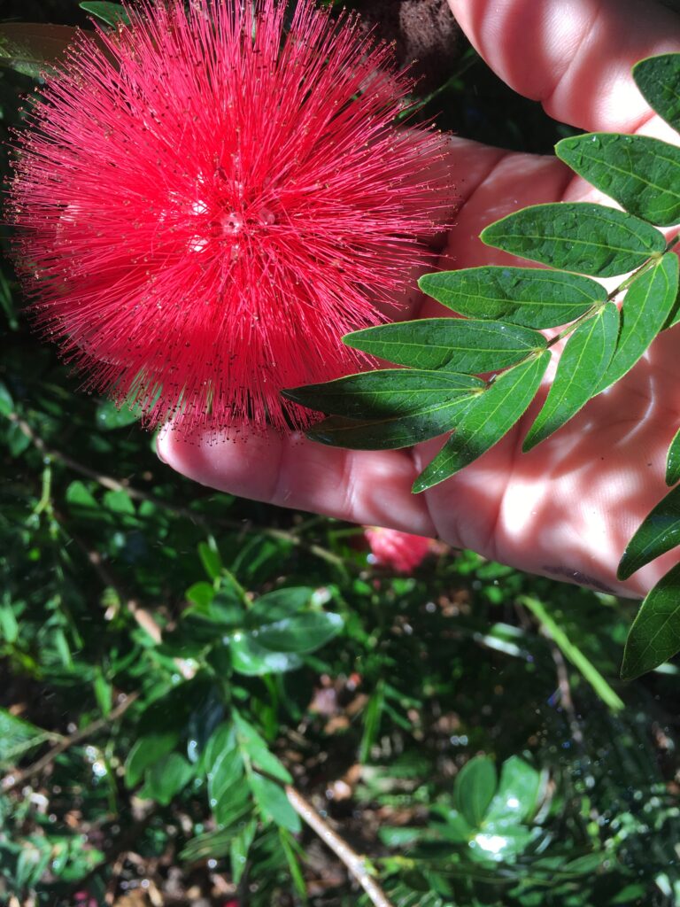 Red Powder Puff Calliandra haematocephala