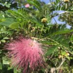 Rainbow powder puff calliandra suraminensis