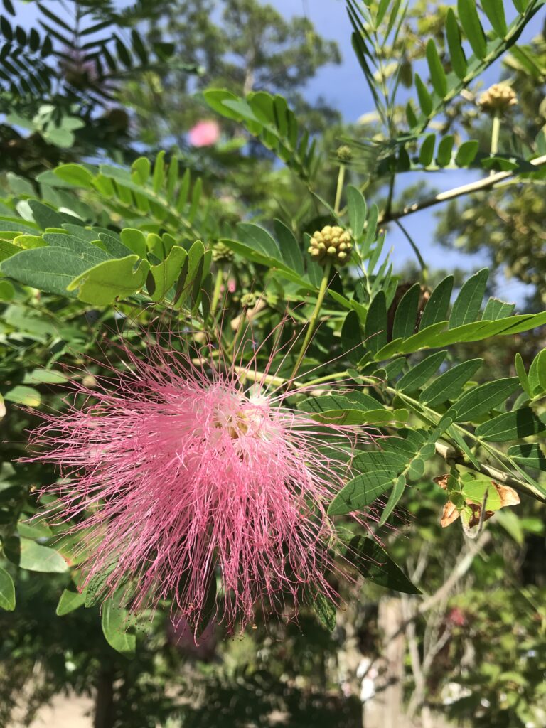 Rainbow powder puff calliandra suraminensis blooms and foliage up close