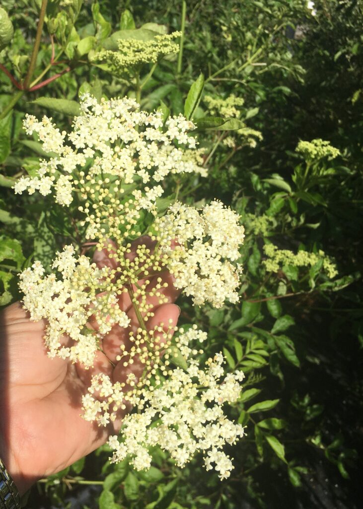 Elderberry blooms in St. Augustine Florida landscape