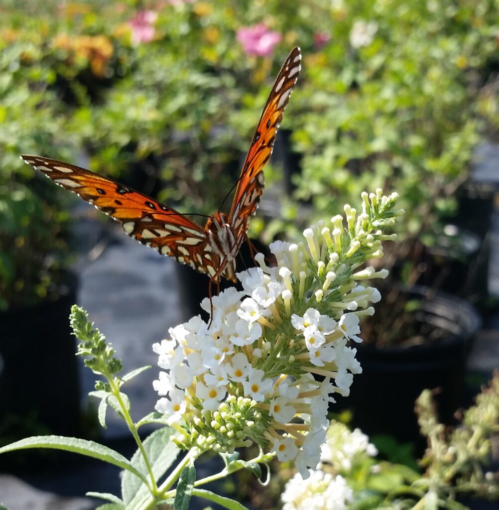 Gulf Frittilary Butterfly on Buddleia bloom in NE Florida garden