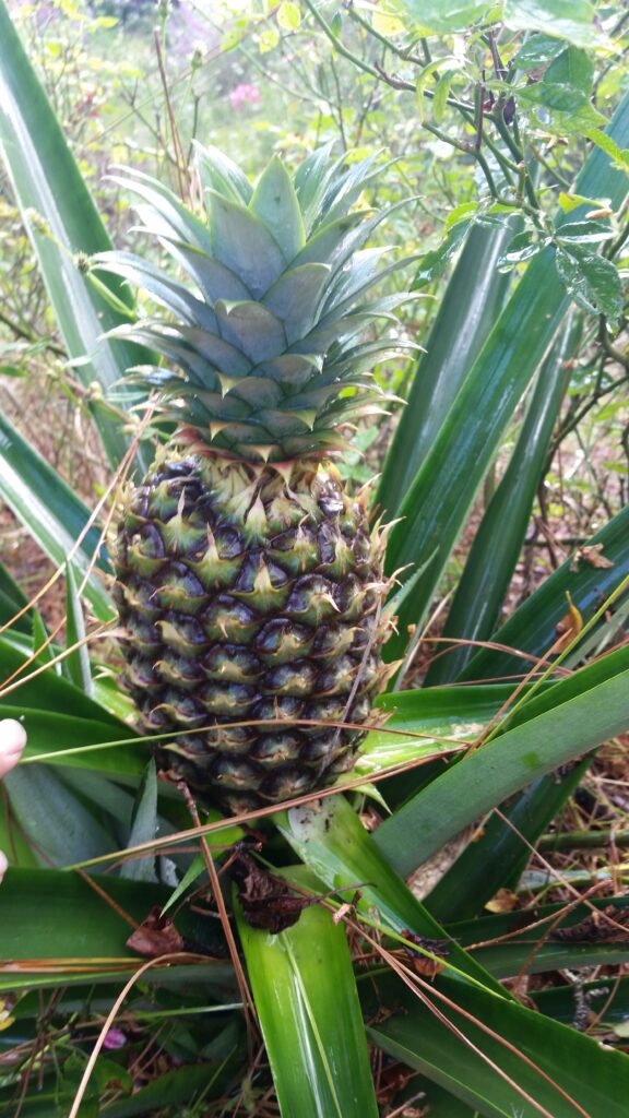 pineapple fruit home grown in NE Florida 