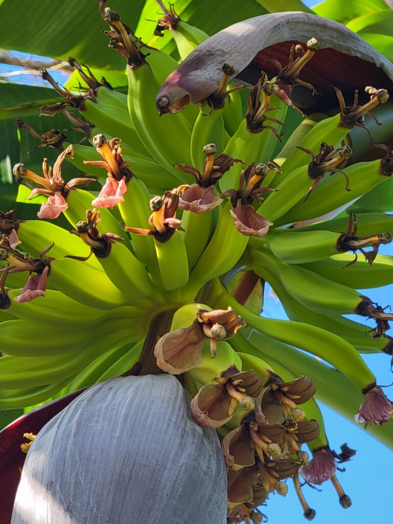 Banana fruit forming Northeast Florida 