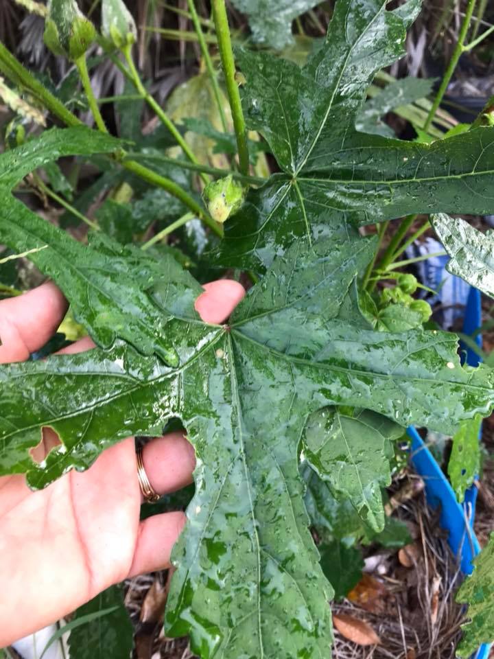 Abelmoschus manihot sunset Muskmallow foliage leaf