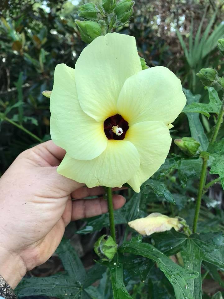 Abelmoschus manihot sunset muskmallow bloom