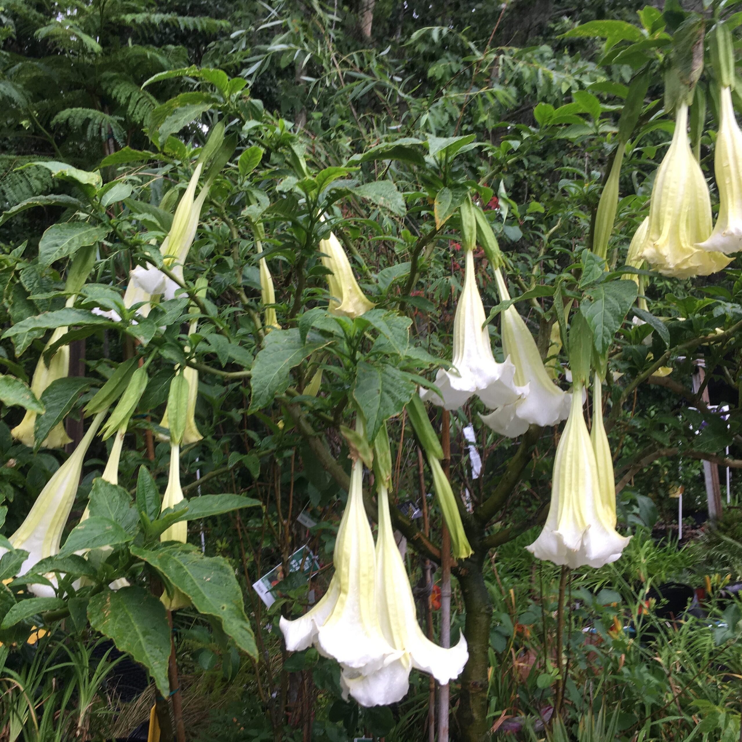 Angel;s Trumpet Tree Brugmansia St Augustine Florida