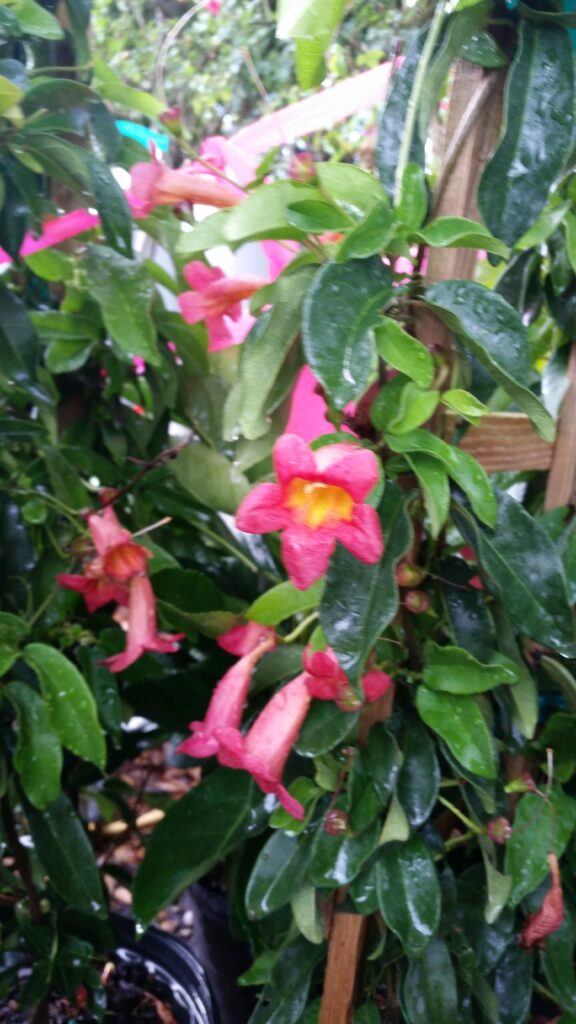 cross vine flowers and foliage on a trellis