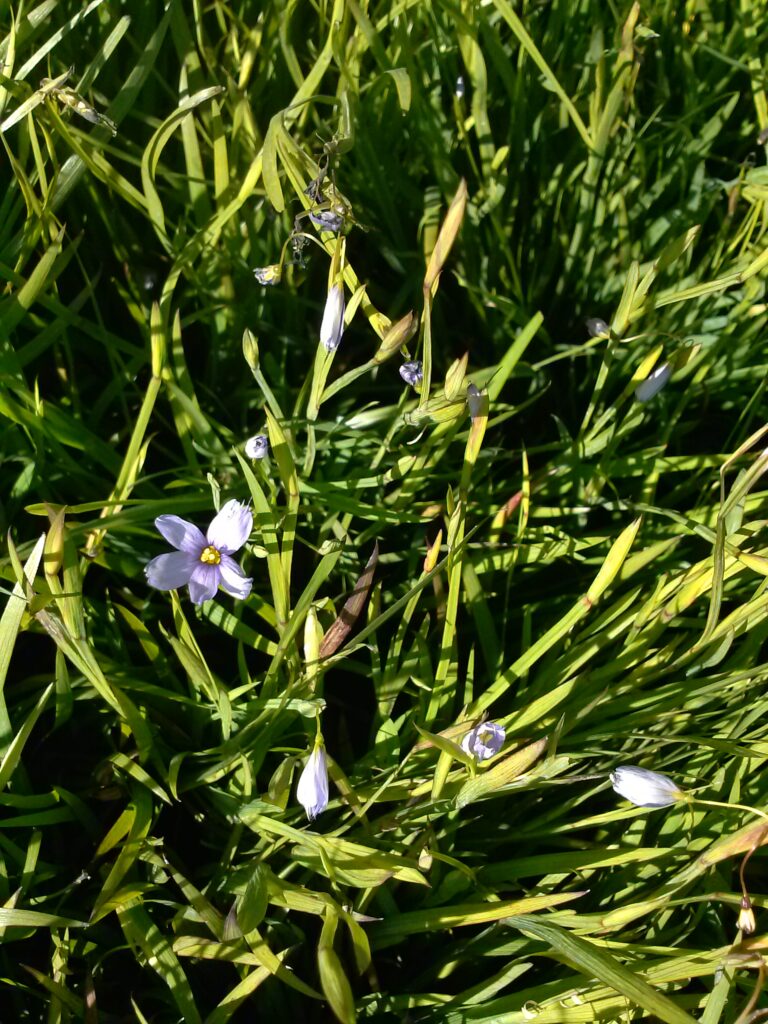 Blue eyed grass bloom 