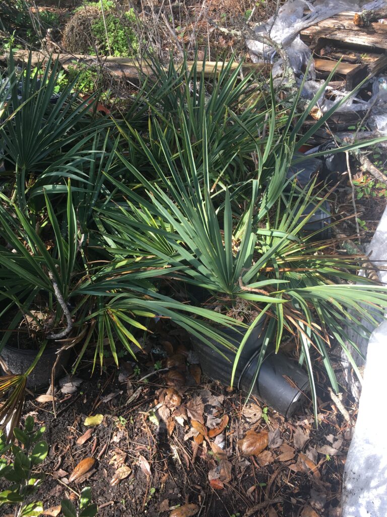 Blue Stem Palmetto in a nursery pot