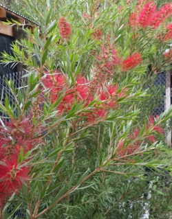 Bottlebrush Slim blooms and foliage 