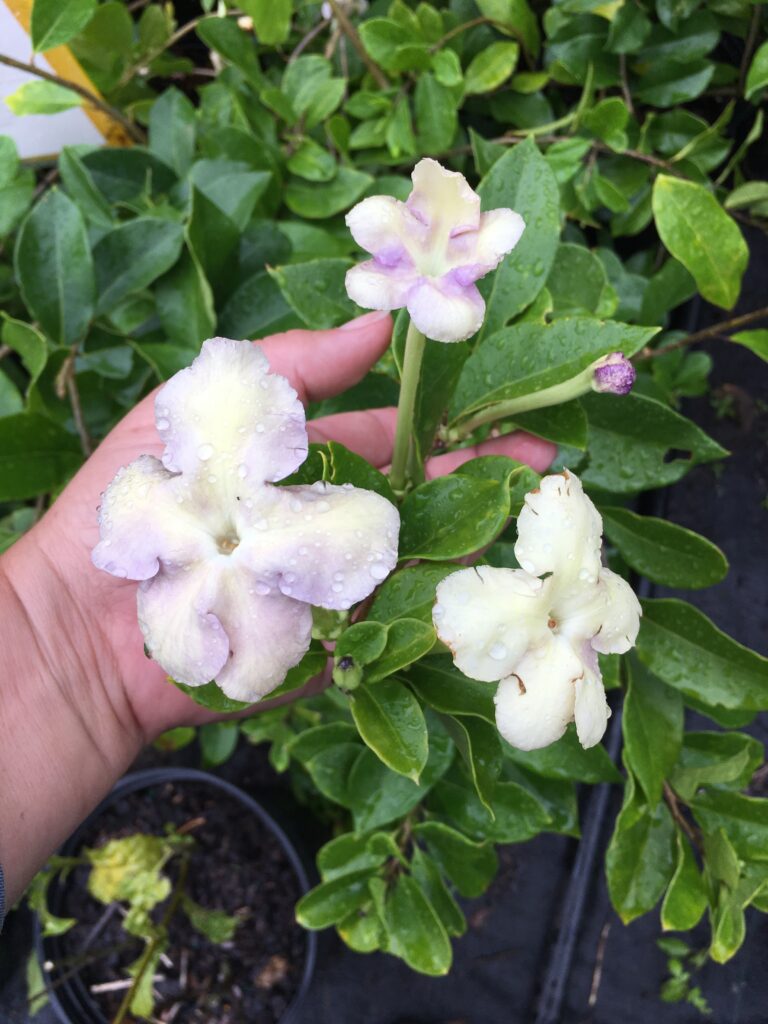 Brunfelsia Lady of the Knight blooms on the plant