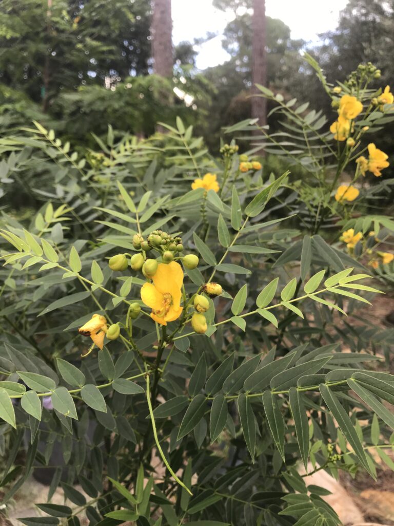 Senna ligustrina privet cassia blooms and foliage