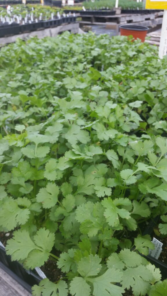 cilantro in nursery pots 