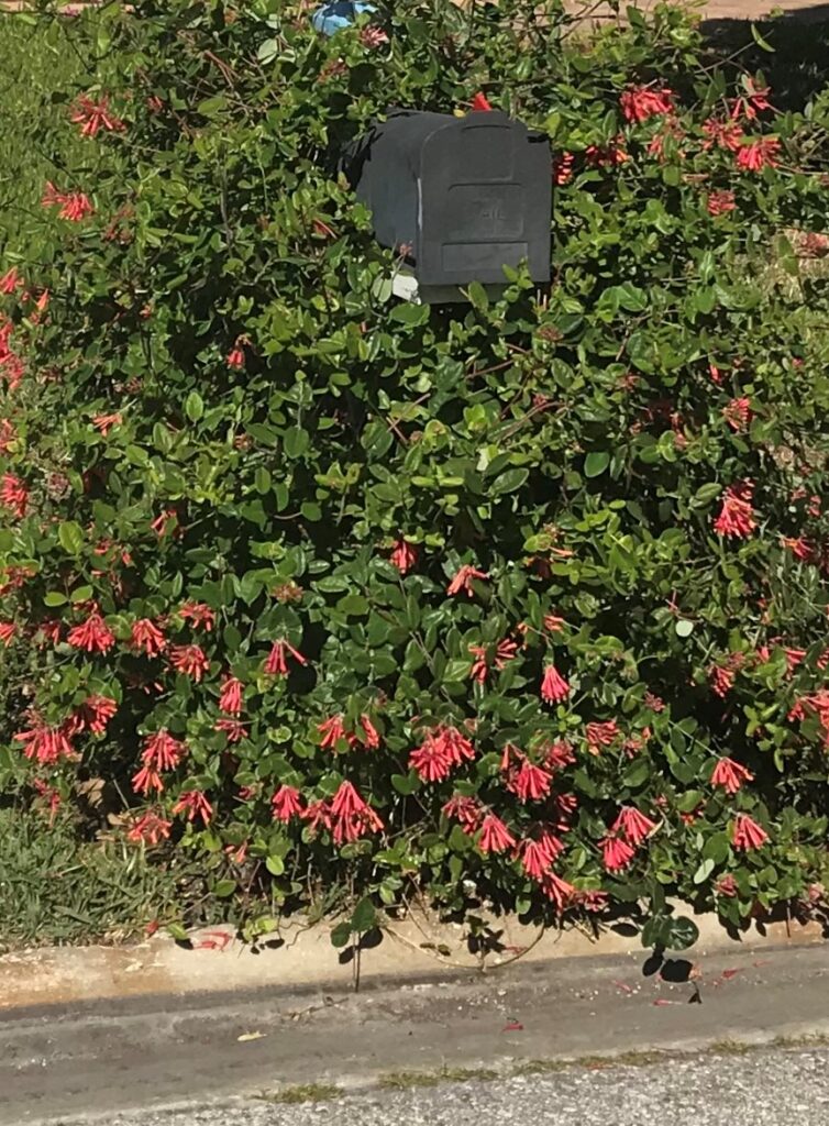 Coral honeysuckle lonicera sempervirens blooming 